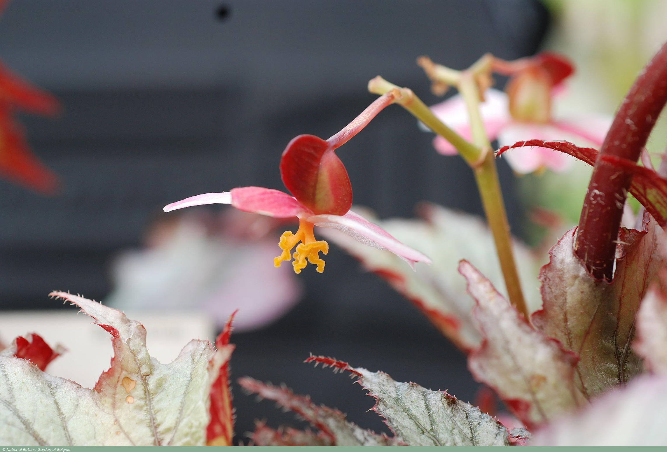 B. ‘Radium’